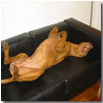 CIOKY DORME IN STUDIO